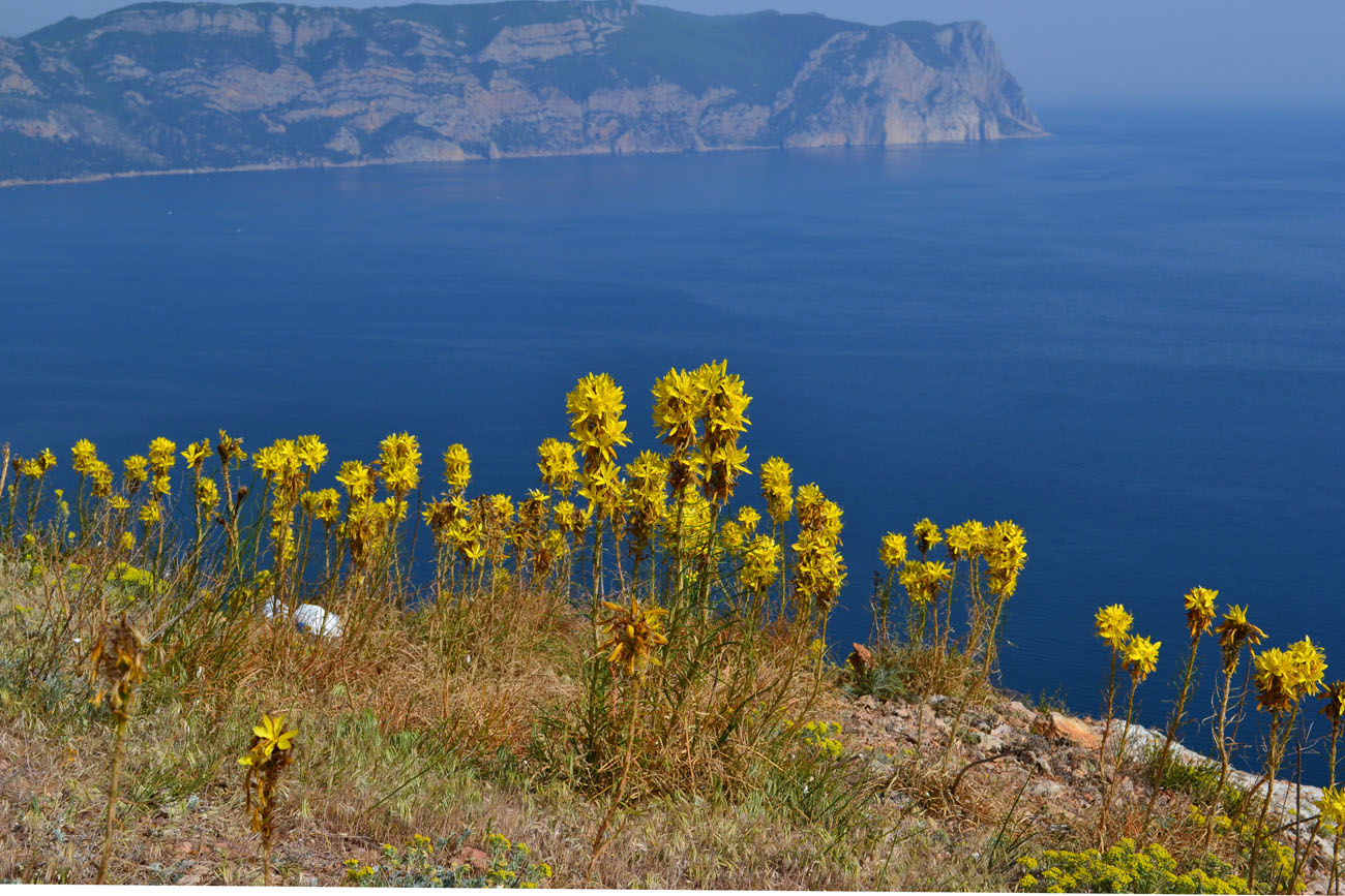 Image of Asphodeline lutea specimen.