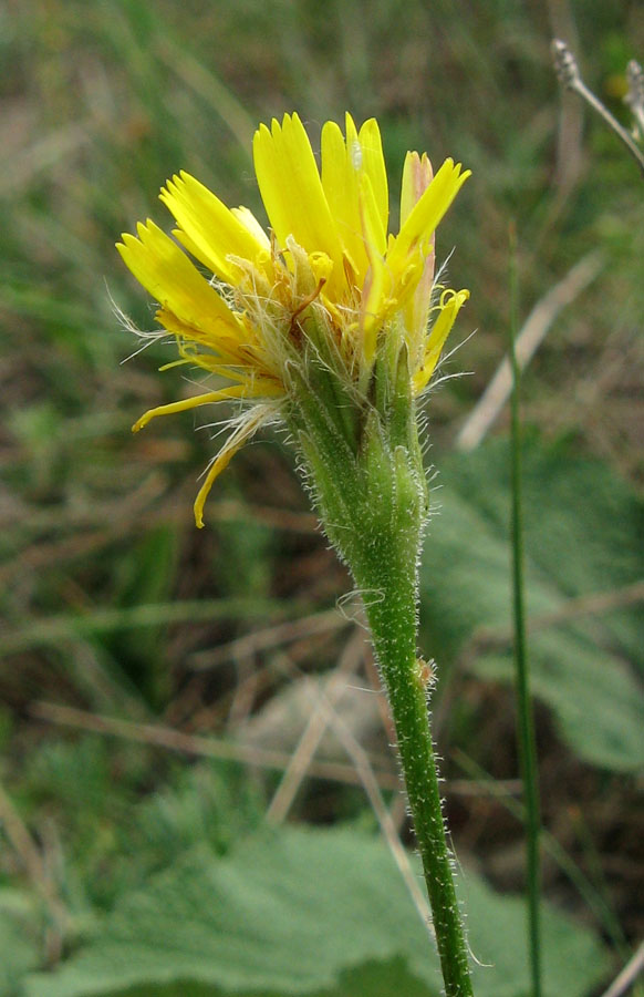 Image of Leontodon biscutellifolius specimen.