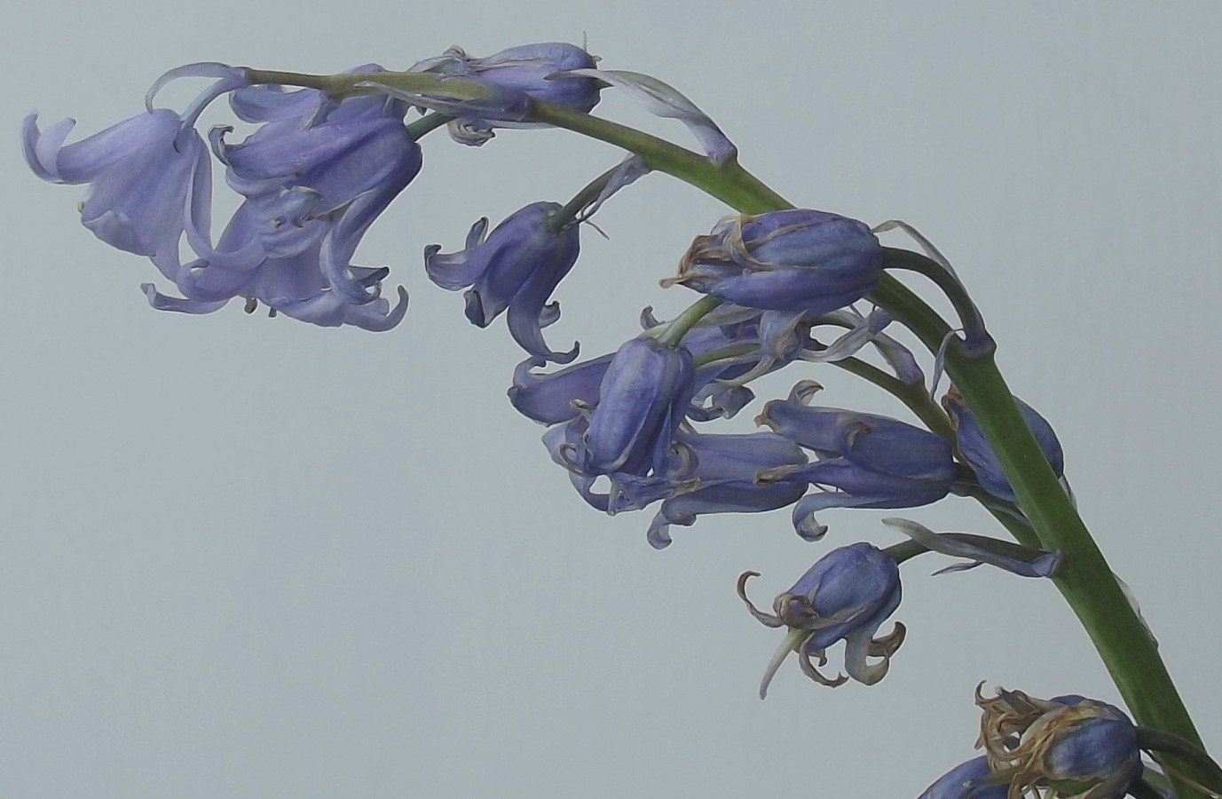 Изображение особи Hyacinthoides hispanica.