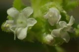 Valerianella brachystephana