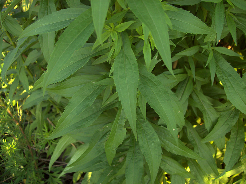 Изображение особи Solidago canadensis.