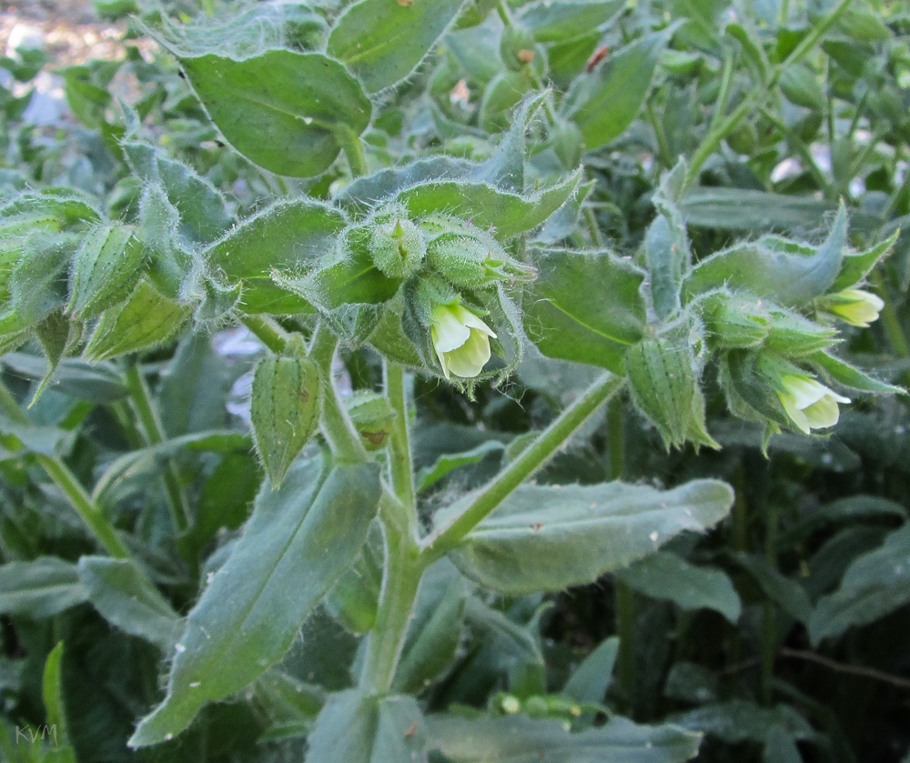 Image of Nonea lutea specimen.
