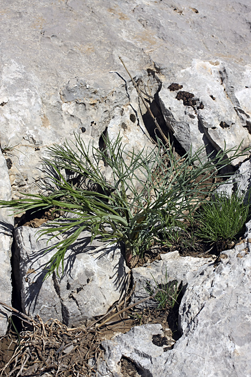 Image of Ferula leucographa specimen.