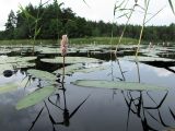 Persicaria amphibia