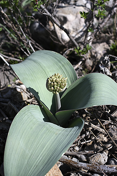 Image of Allium karataviense specimen.