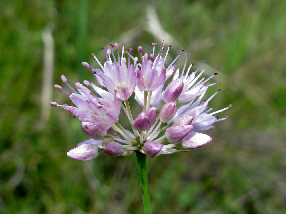 Изображение особи Allium lineare.