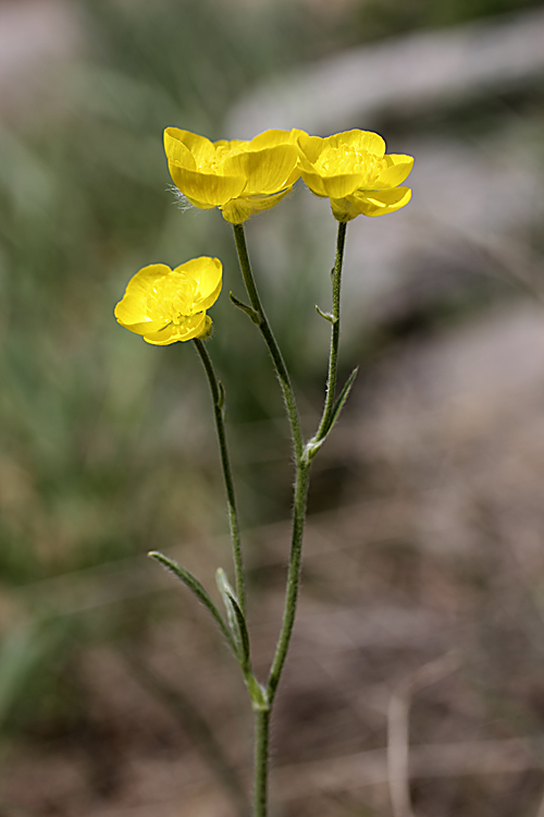 Изображение особи род Ranunculus.