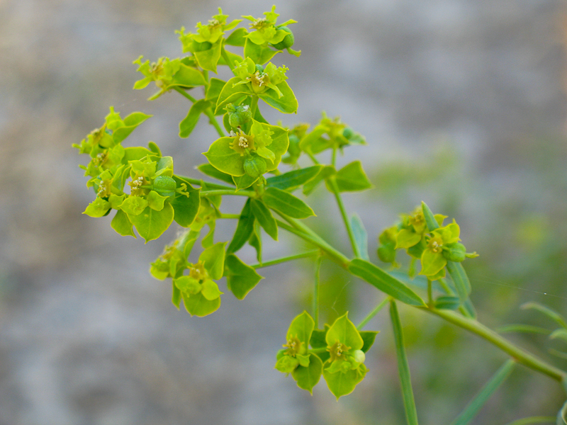 Изображение особи Euphorbia jaxartica.