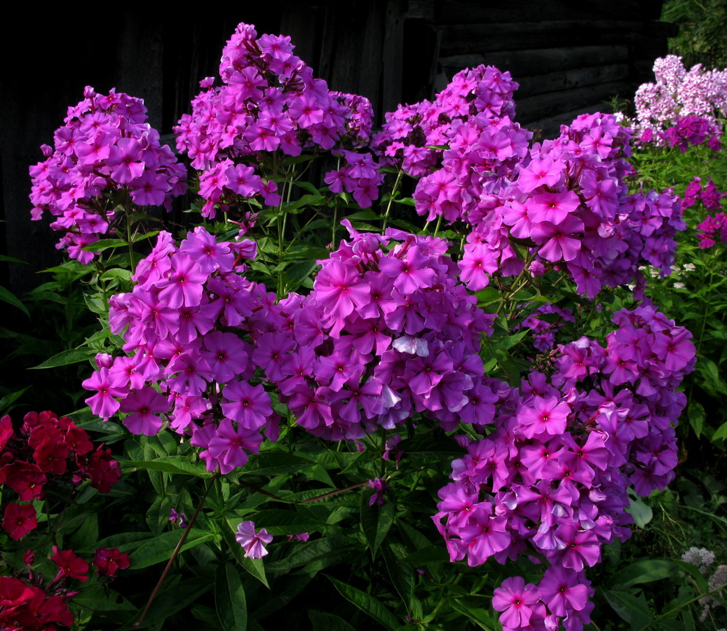 Изображение особи Phlox paniculata.