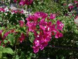 Bougainvillea glabra. Ветви с цветками. Испания, автономное сообщество Андалусия, провинция Севилья, комарка Большая Севилья, г. Севилья, клумба. 14.07.2012.