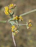 Bupleurum marschallianum. Часть побега с пазушными соцветиями. Западный Крым, Тарханкутский п-ов, балка Большой Кастель. 29 сентября 2012 г.