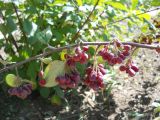 genus Cotoneaster
