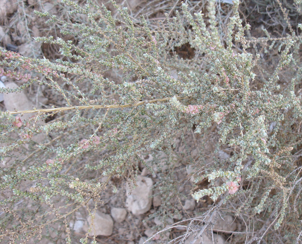 Image of familia Chenopodiaceae specimen.