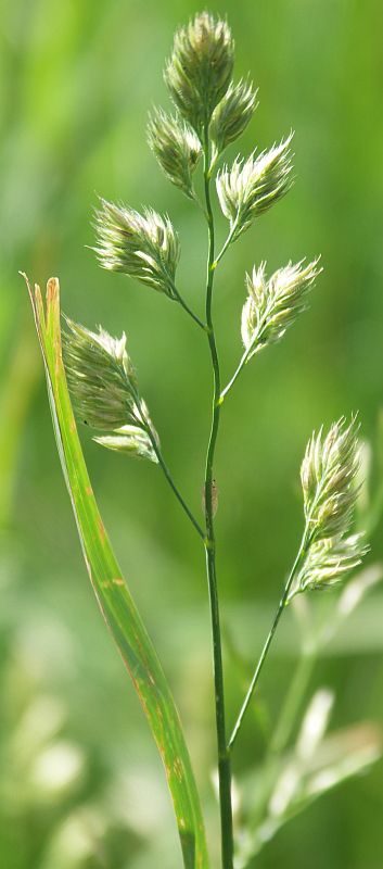 Изображение особи Dactylis glomerata.