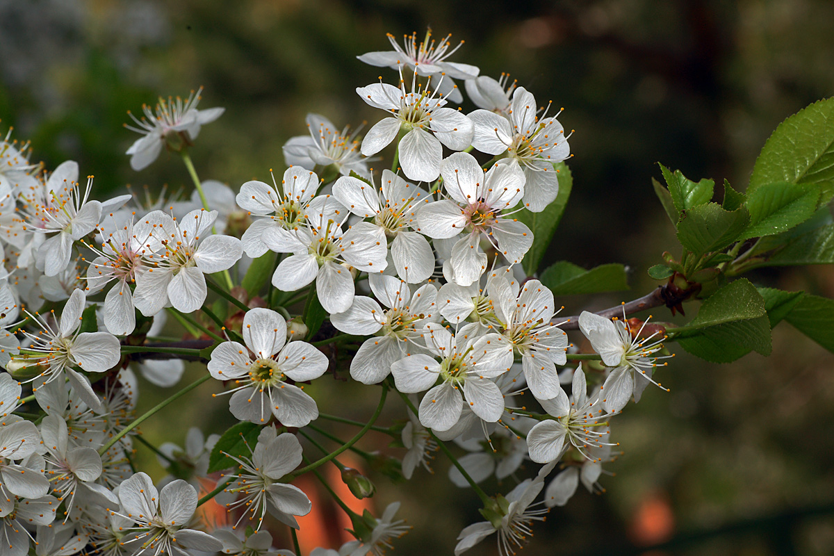 Изображение особи Cerasus vulgaris.