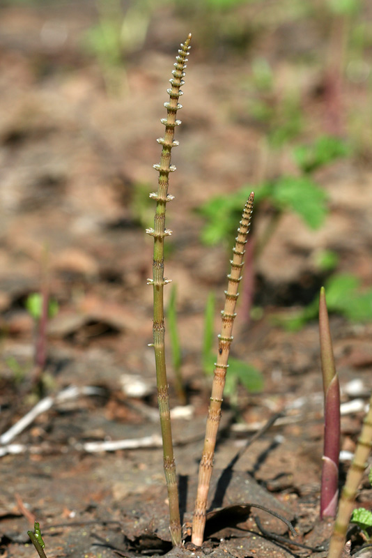 Image of Equisetum pratense specimen.