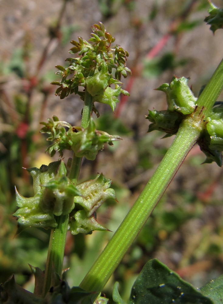 Image of Rumex spinosus specimen.