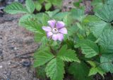 Rubus arcticus. Цветущее растение. Забайкалье, верховье реки Читинка, Мухор. 30.07.2006.