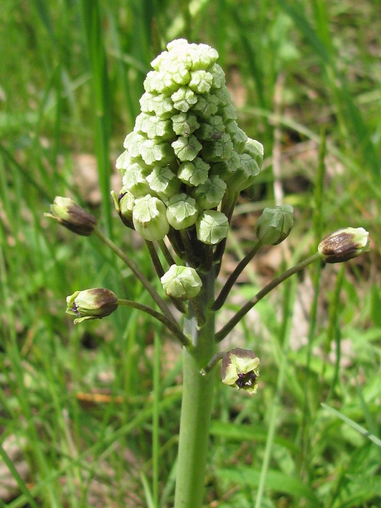 Image of Bellevalia sarmatica specimen.