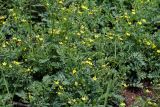 Potentilla bifurca