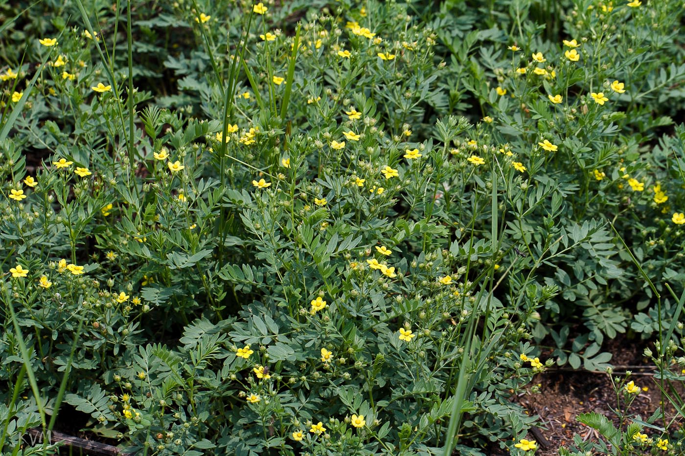 Image of Potentilla bifurca specimen.