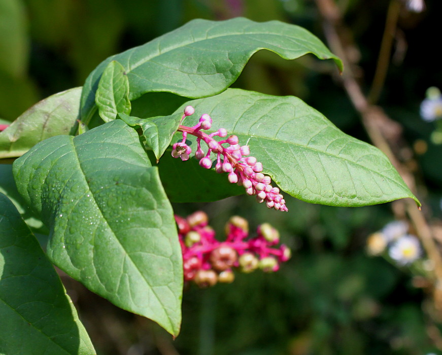Image of Phytolacca americana specimen.