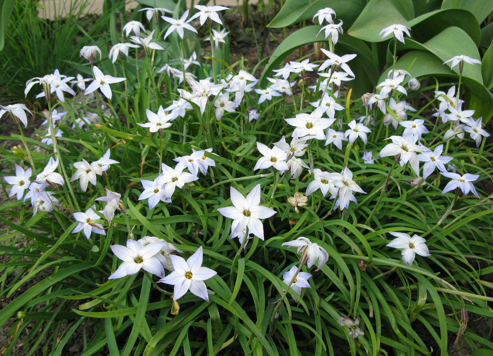 Image of Ipheion uniflorum specimen.