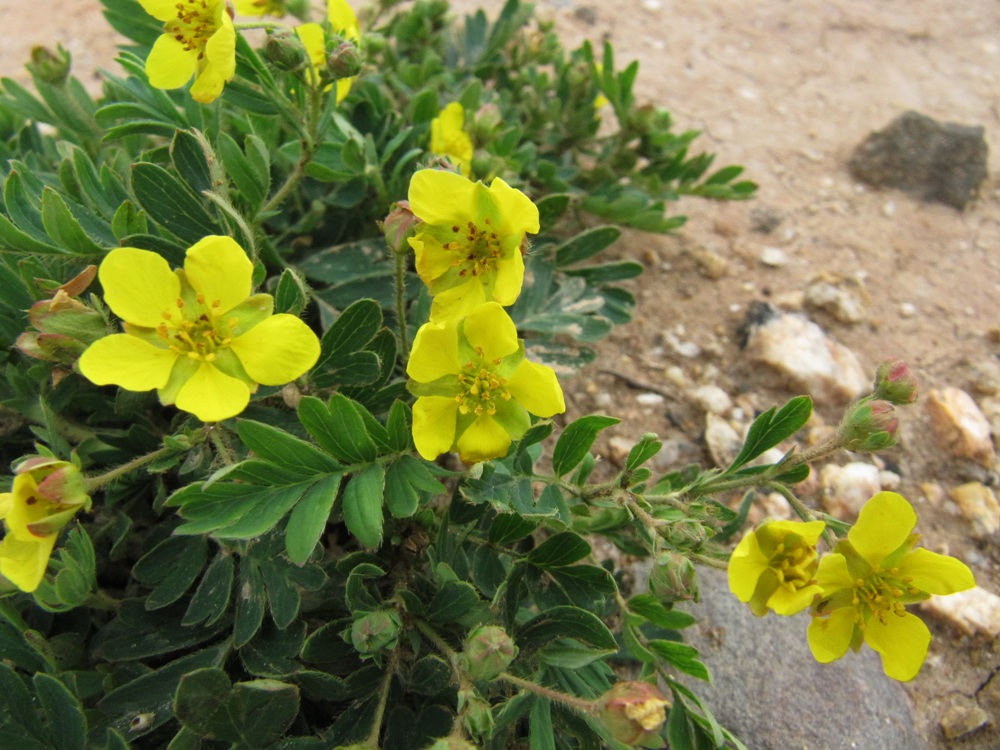 Image of Potentilla bifurca specimen.