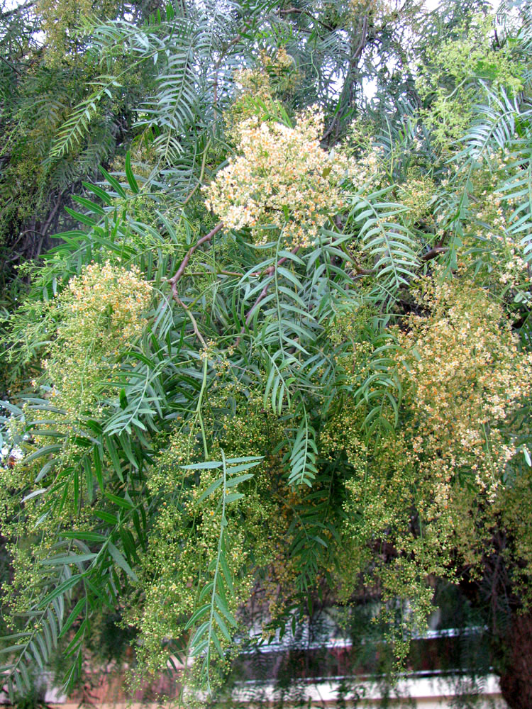 Image of Schinus molle specimen.