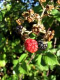 genus Rubus