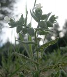 Nonea echioides