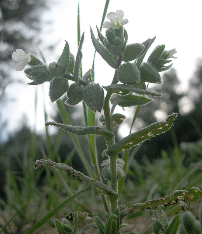 Image of Nonea echioides specimen.