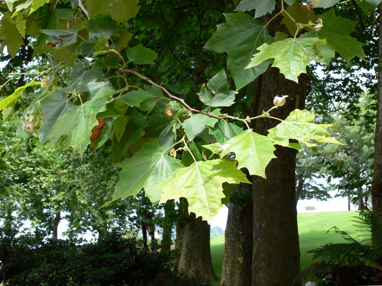 Изображение особи Platanus &times; acerifolia.