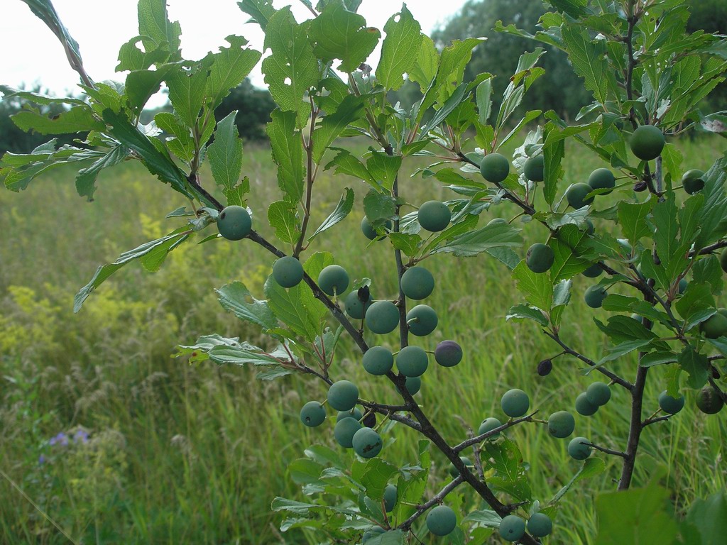 Image of Prunus spinosa specimen.