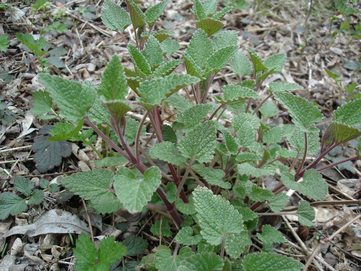 Изображение особи Nepeta cataria.