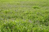 Vinca herbacea