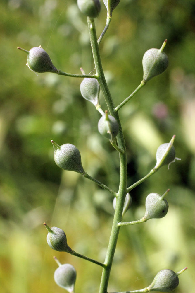 Image of Camelina sylvestris specimen.