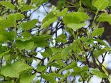 Acer tataricum