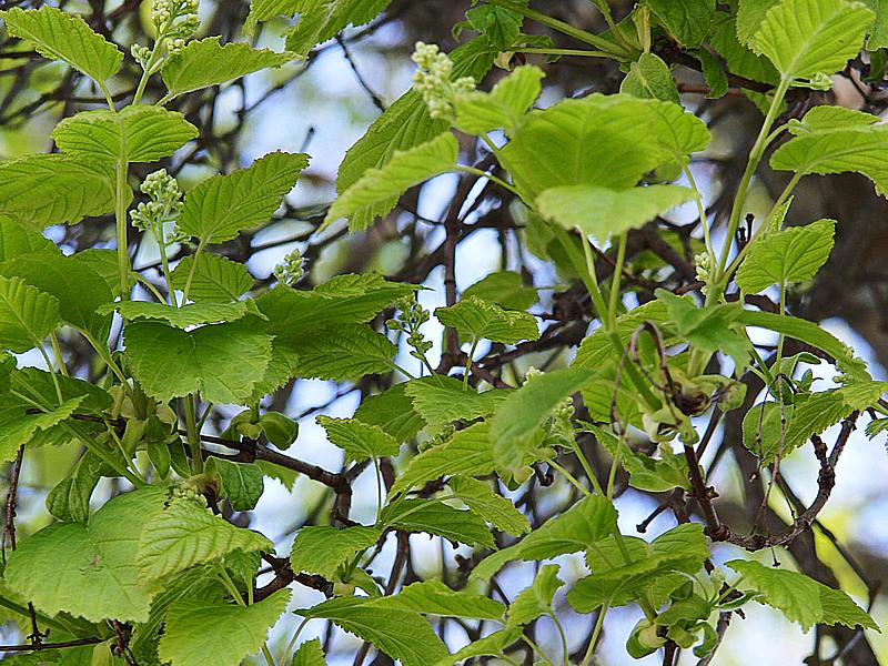 Image of Acer tataricum specimen.