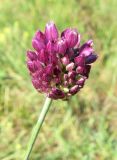 Allium rotundum
