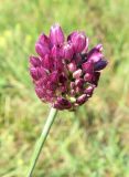 Allium rotundum. Соцветие. Крым, окр. с. Перевальное, ур. Аян, степной склон. 17 мая 2013 г.