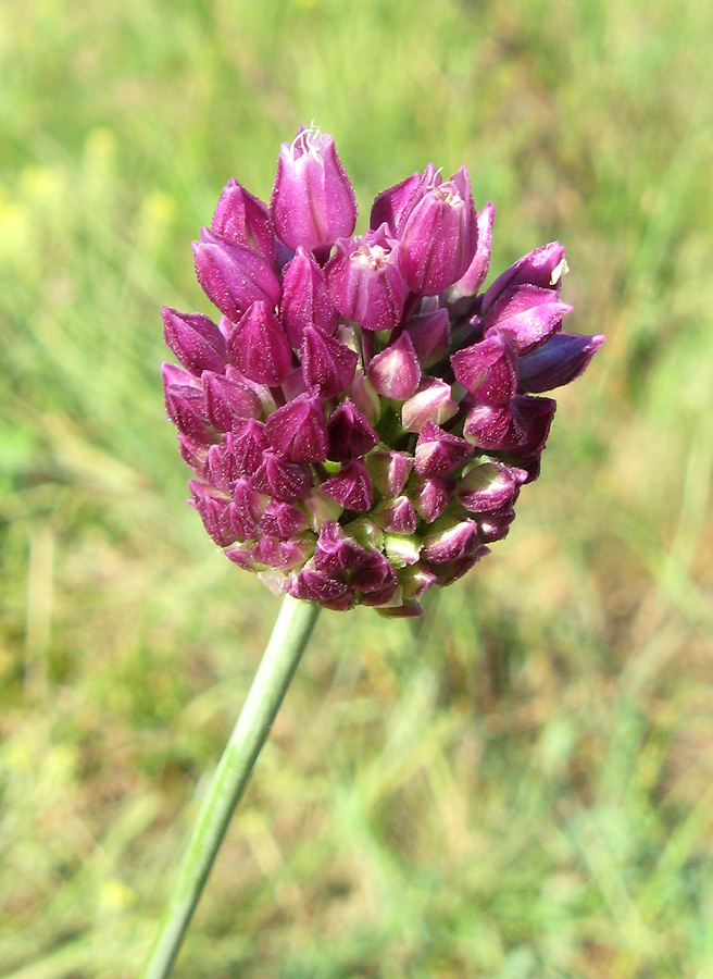 Image of Allium rotundum specimen.