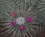 Mammillaria spinosissima