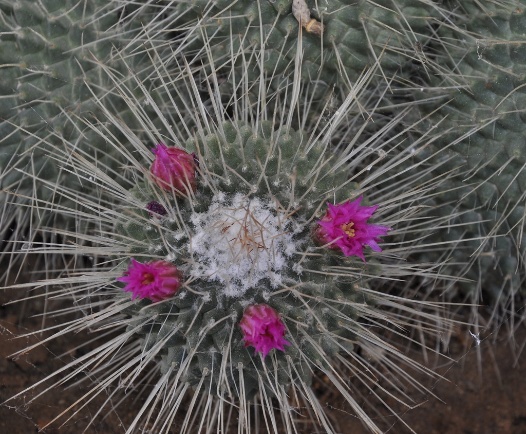 Image of Mammillaria spinosissima specimen.