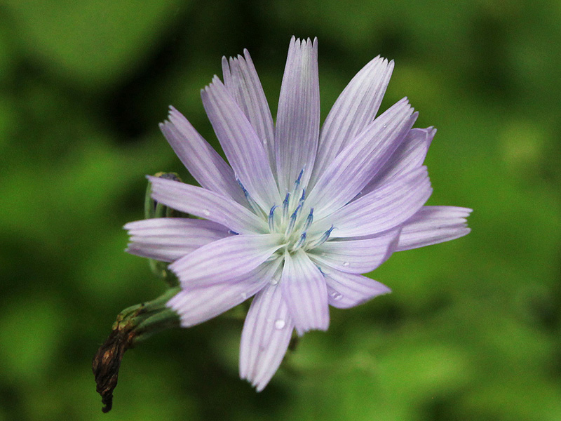 Image of Lactuca tatarica specimen.