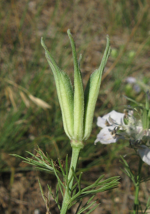 Изображение особи Nigella arvensis.