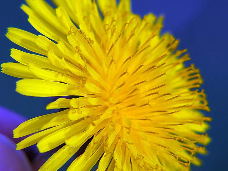 Изображение особи Taraxacum officinale.