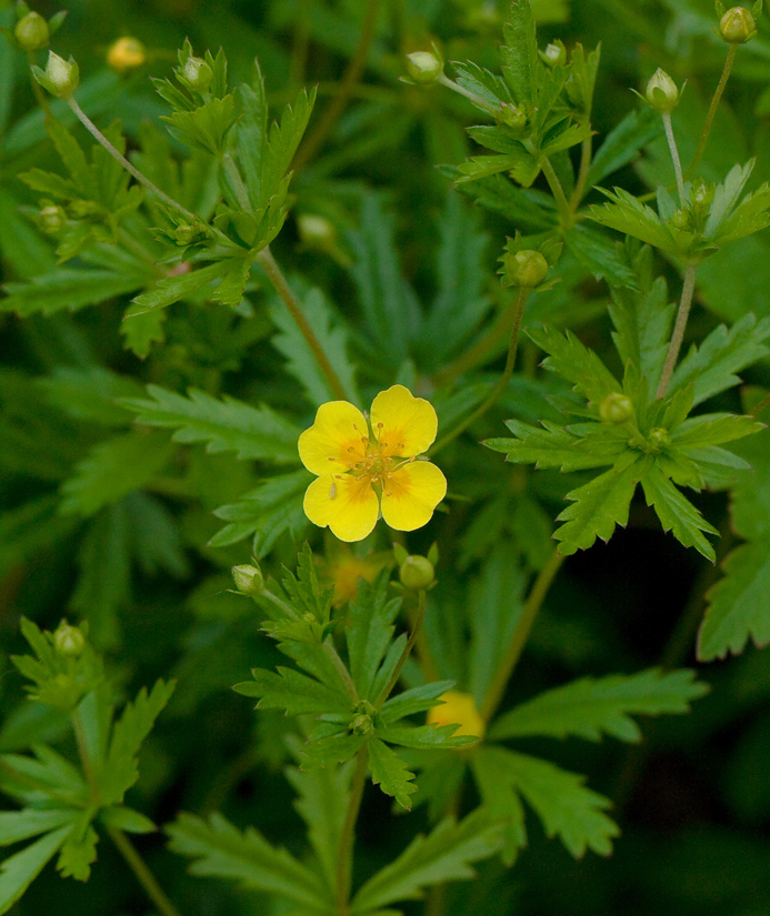 Image of Potentilla erecta specimen.