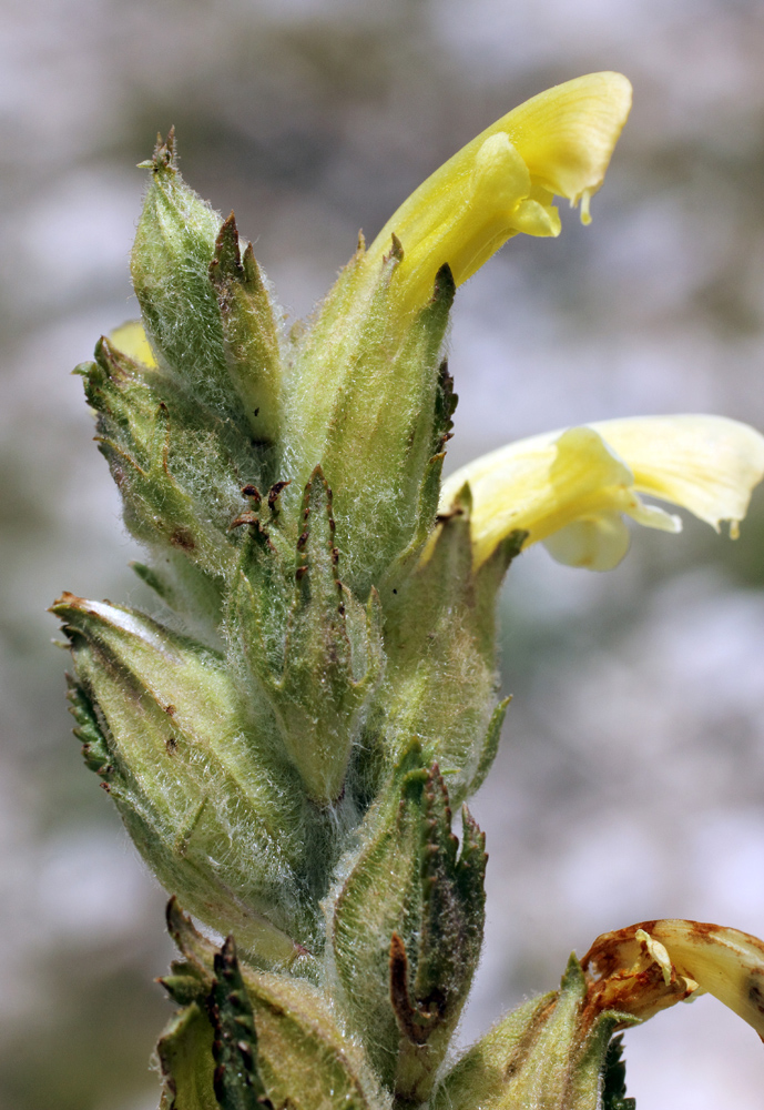 Image of Pedicularis talassica specimen.