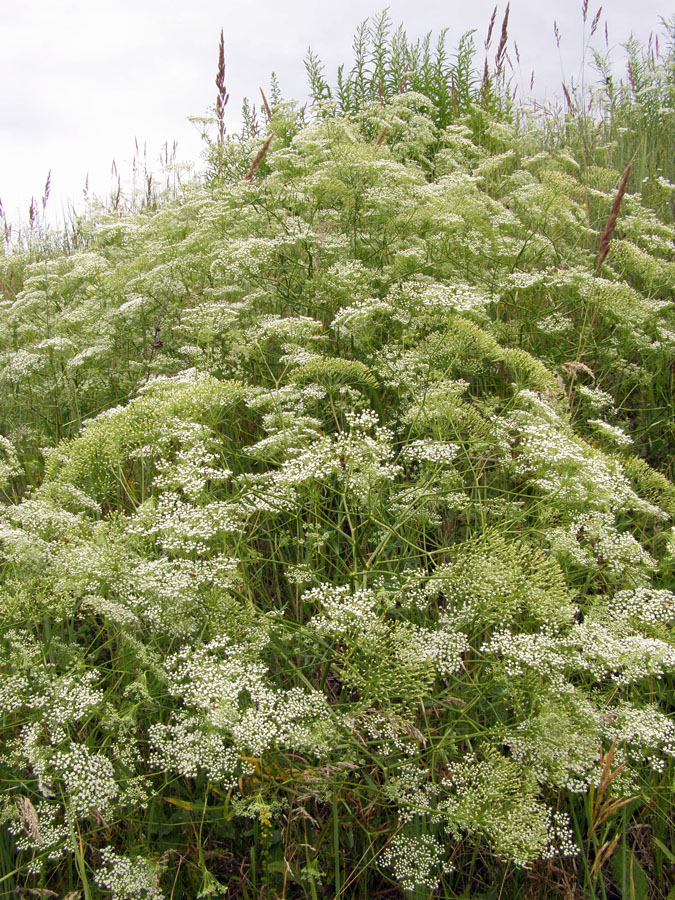 Изображение особи Falcaria vulgaris.